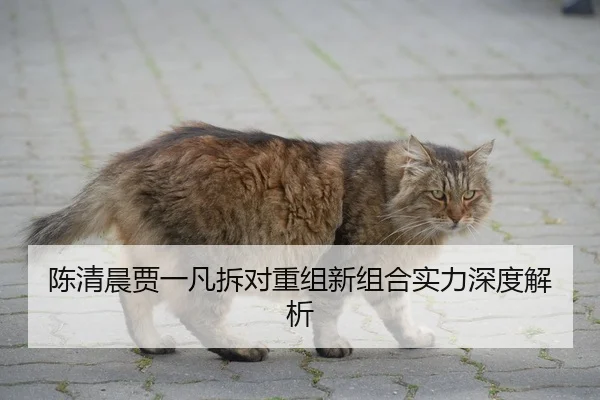陈清晨贾一凡拆对重组新组合实力深度解析
